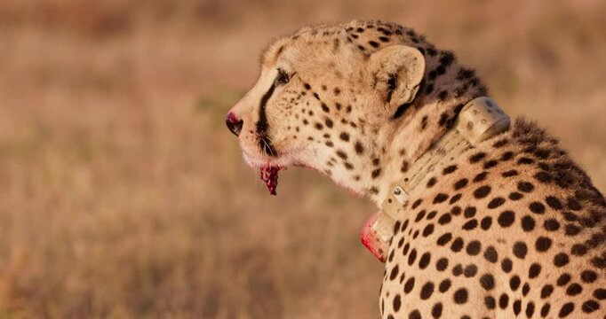 Close up shot of a collared cheetah's (Acinonyx jubatus) head scanning the plain with fresh gore hanging on the jaw during a kenya sunrise 