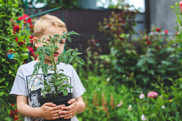 The tomato seedling in a pot in the hands of a boy against the background of a garden.