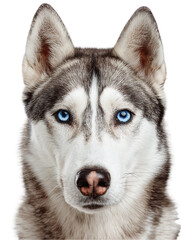 Fototapeta premium Majestic Siberian Husky with striking blue eyes gazing confidently at the camera in a serene setting