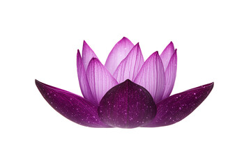 A vibrant purple lotus flower with open, delicate petals.