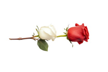 A single stem with a white rose and a red rose blooming in opposite directions.