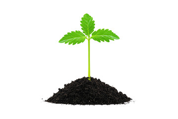 A young green plant with serrated leaves sprouts from rich soil.