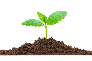 A small green seedling with two leaves emerging from rich soil.
