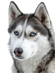 Obraz premium Close-up portrait of a majestic Siberian Husky with striking blue eyes against a white background