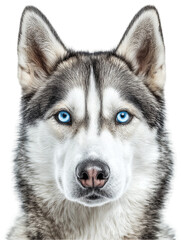 Obraz premium Majestic Siberian Husky with Striking Blue Eyes Posed Against a White Background