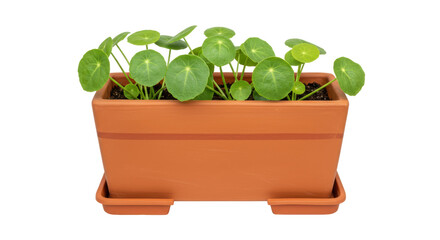 Isolated Pilea Plant in Rectangular Pot