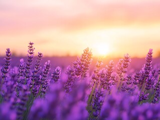 Fototapeta premium Sunset over lavender fields provence france landscape photography serene environment breathtaking view