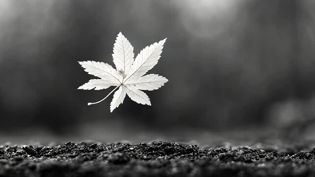 Black and white close-up shot of a single maple leaf seemingly floating above dark soil.  The leaf is the central focus against a blurred background, creating a serene and contemplative mood