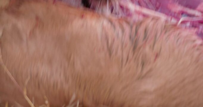 Extreme close up shot of a collared cheetah's (Acinonyx jubatus) head gouging a carcass in the savanna during morning