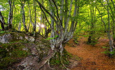Fototapeta premium Panoramic view of the unique landscape in the Plitvice Lakes National Park in Croatia. Idyllic beech (Fagus) forest with limestone rocks and low summer sun. Natural reserve and place of interest.