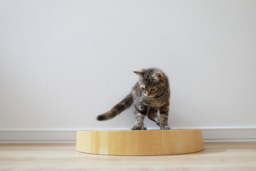 何か気になる子猫
