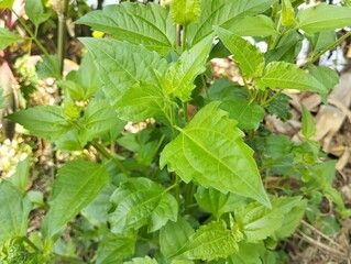Siam weed (Chromolaena odorata) in outdoor garden	