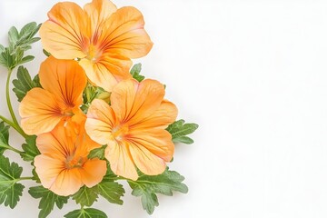 Vibrant orange flowers with green leaves on white