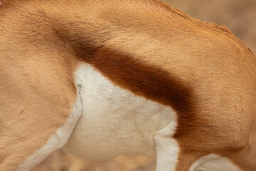 close up of the skin of a Springbok (Antidorcas marsupialis) © Chris