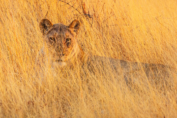 Lioness  (Panthera leo)half hidden in tall and dry savanna grass