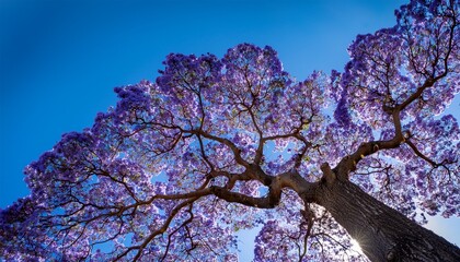 a stunning jacaranda tree in full bloom viewed from below in spring beautiful purple flowers contrast against a clear blue sky