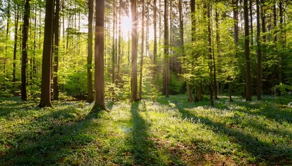 Fototapeta premium 65 5000 forest in spring with bright sun shining through the trees