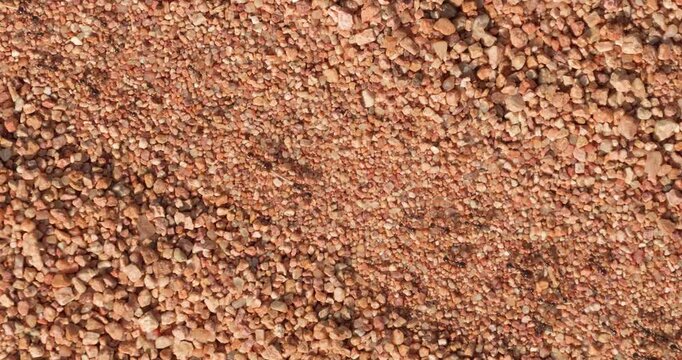 Ants walking on sand in the Namib desert, Namibia