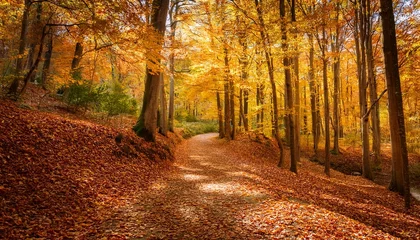 Fleecedeken met foto autumn path through a golden forest winding trail covered with orange and yellow leaves peaceful fall scene dappled sunlight in the forest © Oliver