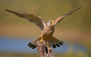 Majestic kestrel with wings spread on a branch.