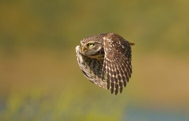 Burrowing owl in flight