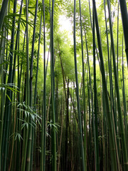 Bamboo forest background. Green thickets of bamboo plant in Asia