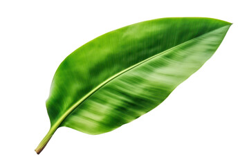 Fototapeta premium large banana leaf isolated on white or transparent png