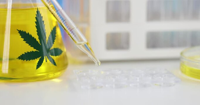 Glass pipette dispenses cannabis oil extract into well plate in medical laboratory. Studying properties of marijuana products in pharmaceutical lab