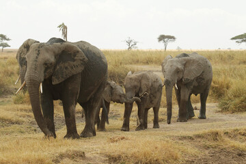 Fototapeta premium Branco di elefantiaco i cuccioli in cammino. Tanzania,Africa