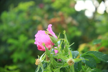 pink spring flowers in the garden