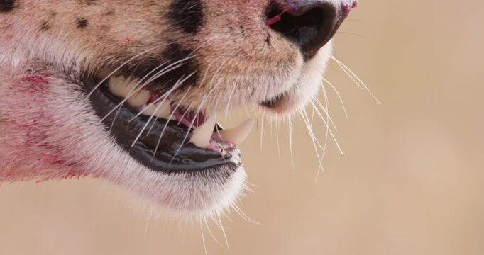 Extreme close up tilt shot of a cheetah's (Acinonyx jubatus) mandible respiring  scanning in the grasslands of kenya at morning