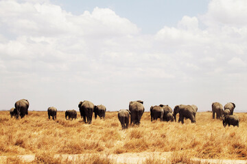 Fototapeta premium Branco di elefanti in cammino. Tanzania,Africa