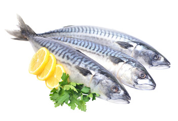Fresh fish makerel isolated