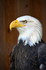 Fototapeta premium A bald eagle sits confidently, showcasing its distinctive white head and powerful beak. The warm, wooden background enhances its regal presence in the natural environment