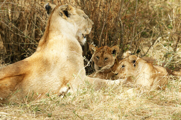 Leonessa gioca con i suoi cuccioli nell'erba.
Tanzania,Africa.