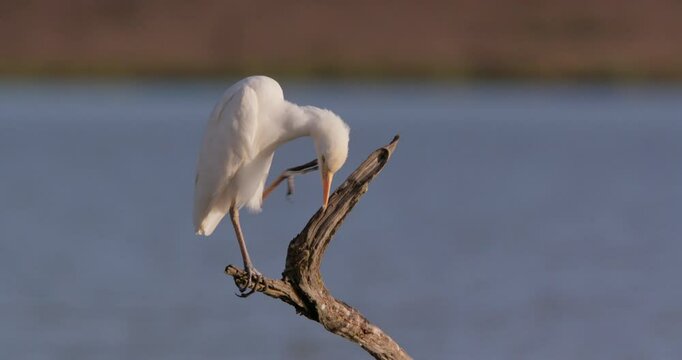 Wide shot of a cattle egret ( Bubulcus ibis) scratching its body in the grasslands of kenya at eventide 