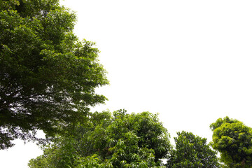 Many big tree green leaves, die cut background for illustration.