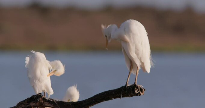 Wide shot of a siege of cattle egrets ( Bubulcus ibis) preening on a dried out tree in a dam at a kenyan plain during the evening