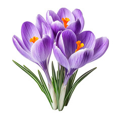 Fototapeta premium Purple Crocus Flowers Spring Bloom Botanical Nature Isolated On Transparent Background