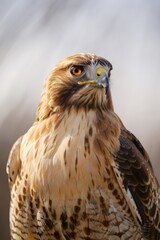 A hawk stands proudly with its head turned, showcasing its vibrant feathers and sharp gaze. The soft background highlights its features, emphasizing its grace and beauty in the wild