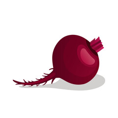 Beetroot or beet root, a juicy vegetable ingredient for making juice and food.