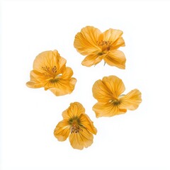 Delicate Yellow Nasturtium Flowers Floating in Air