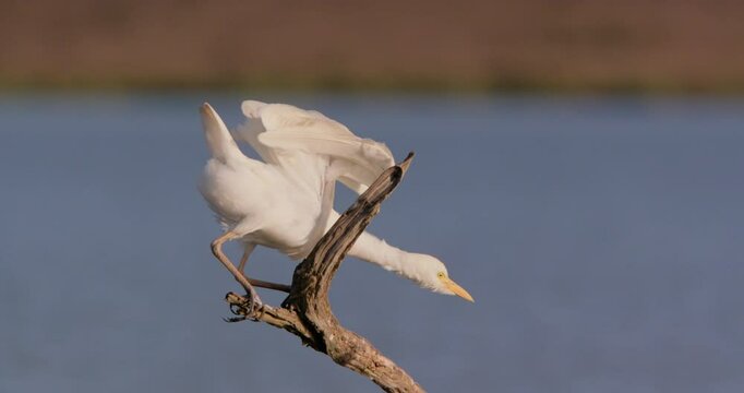 Wide shot of a cattle egret ( Bubulcus ibis) perched on a branch in the savanna during the eventide at kenya 
