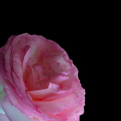 pink rose isolated on black background