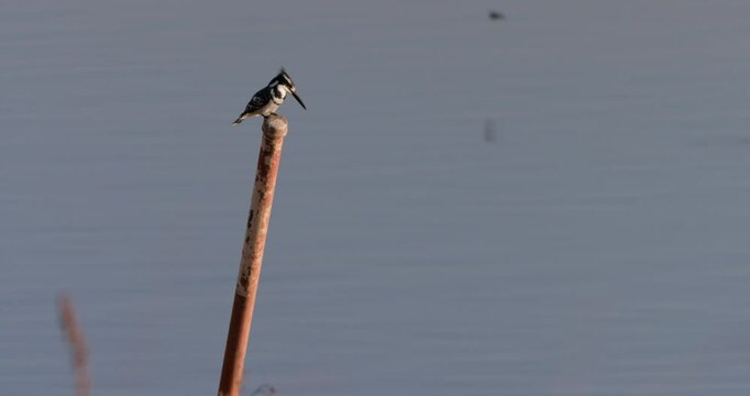 Wide shot of a pied kingfisher (Ceryle rudis) perched on a pole in a water resevoir in the plain of kenya at eventide