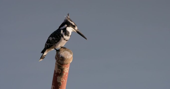 Wide shot of a cattle egret ( Bubulcus ibis) standing on a branch in the savanna during the evening at kenya 