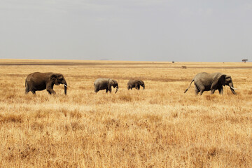 Branco di elefanti in cammino.
Tanzania,Africa
