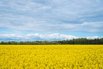 Obraz premium IMGP0545.DNG