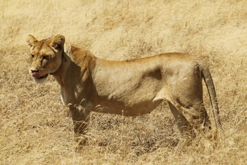 Leonessa pronta alla caccia tra i fili d'erba.
Tanzania,Africa.
