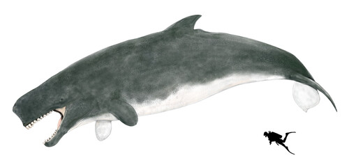古代の肉食クジラ、リビアタン・メルビレイの想像図現代のマッコウクジラに似るが上顎にも強靭な歯列を持つ。